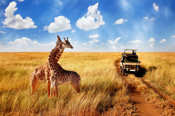tanzania safari