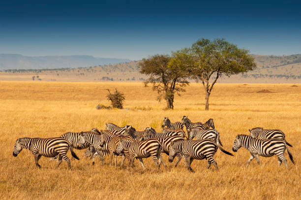 Safari Group